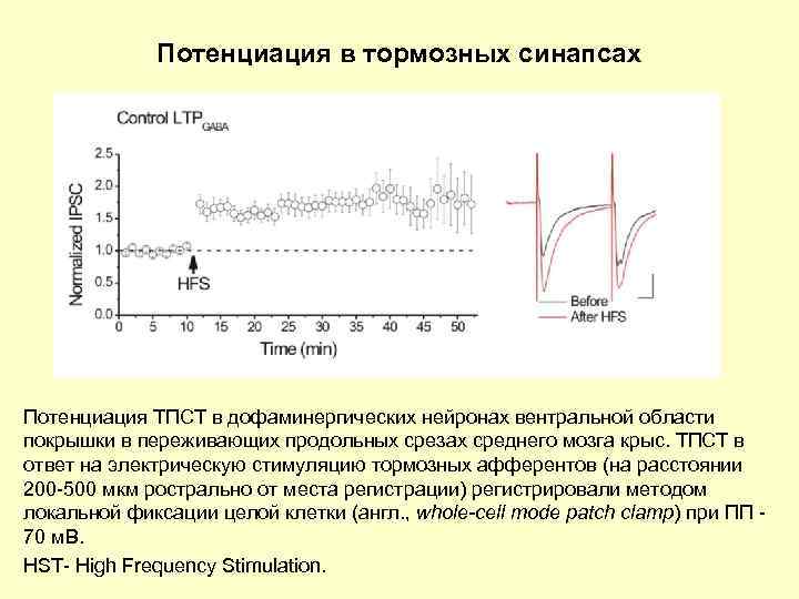 Потенциация в тормозных синапсах Потенциация ТПСТ в дофаминергических нейронах вентральной области покрышки в переживающих