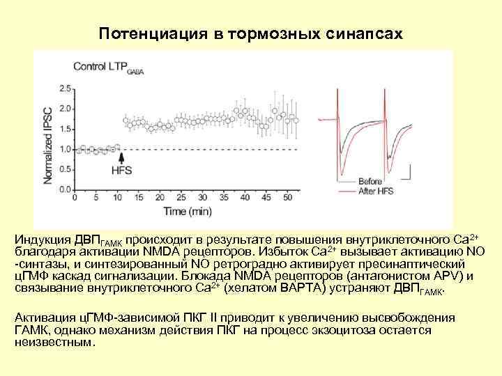 Потенциация в тормозных синапсах Индукция ДВПГАМК происходит в результате повышения внутриклеточного Са 2+ благодаря