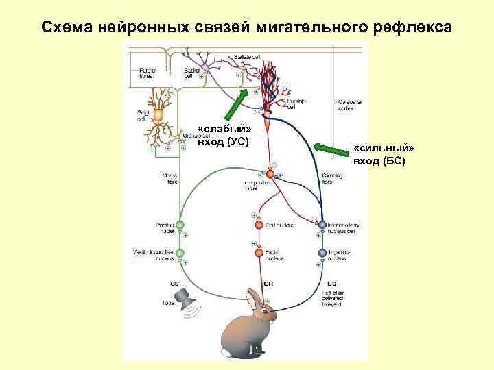 Схема нейронных связей мигательного рефлекса «слабый» вход (УС) «сильный» вход (БС) 