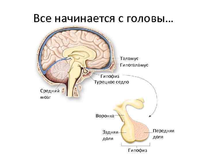 Все начинается с головы… Таламус Гипоталамус Гипофиз Турецкое седло Средний мозг Воронка Передняя доля