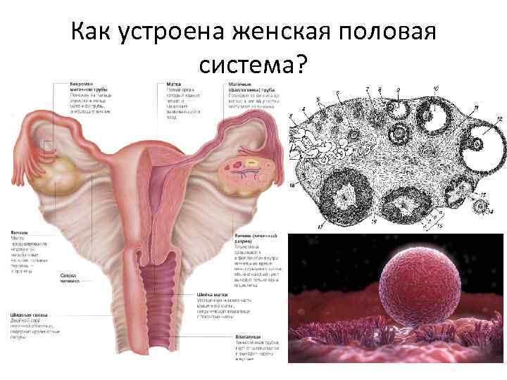 Как устроена женская половая система? 