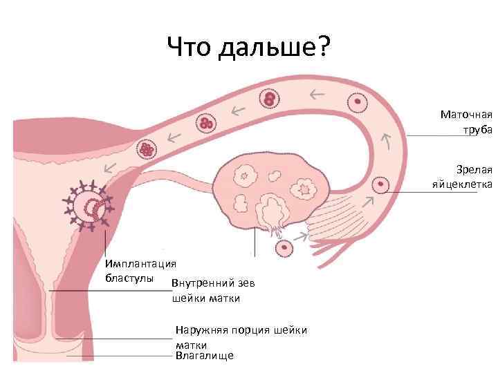 Что дальше? Маточная труба Зрелая яйцеклетка Имплантация бластулы Внутренний зев шейки матки Наружняя порция