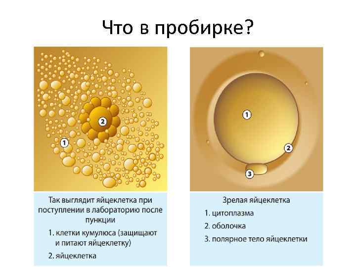 Что в пробирке? 