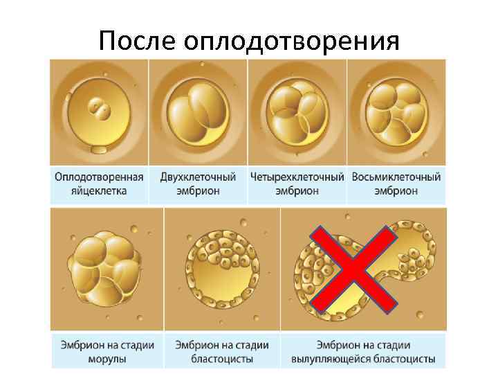 После оплодотворения 