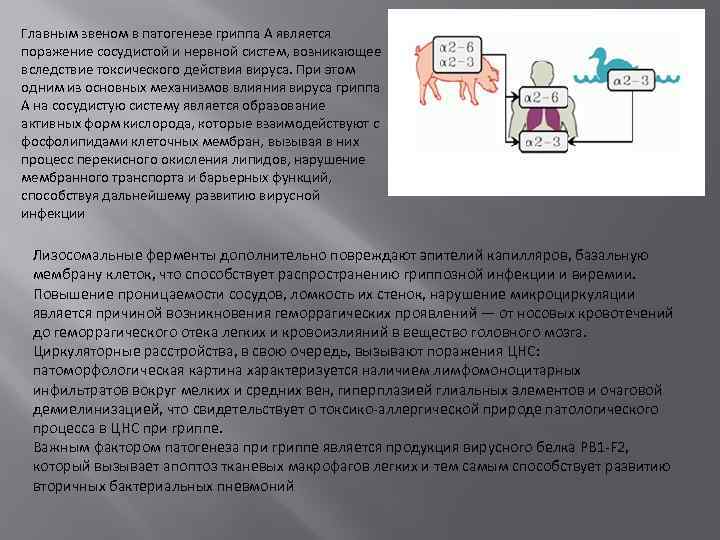 Главным звеном в патогенезе гриппа А является поражение сосудистой и нервной систем, возникающее вследствие