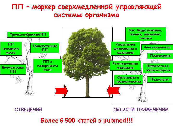 ПП – маркер сверхмедленной управляющей системы организма Трансмембранные. ПП ПП головного мозга Внемозговые ПП