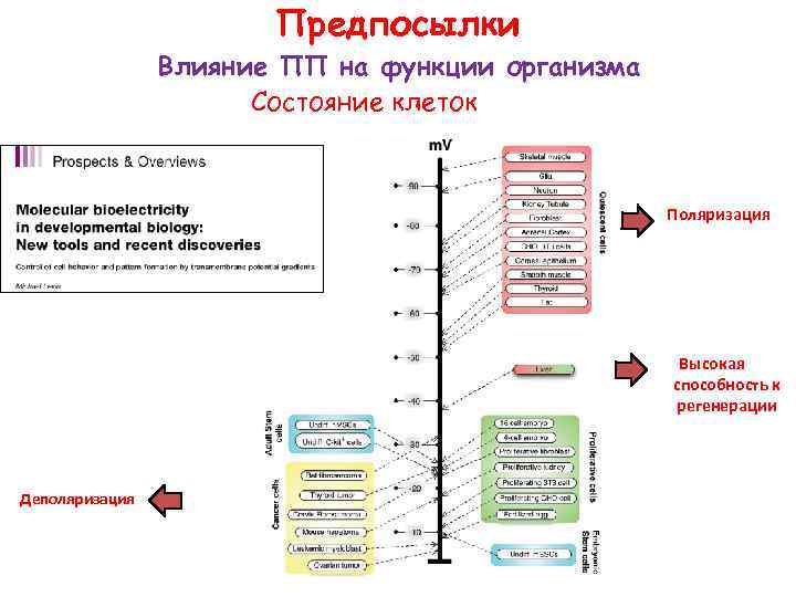 Предпосылки Влияние ПП на функции организма Cостояние клеток Поляризация Высокая способность к регенерации Деполяризация