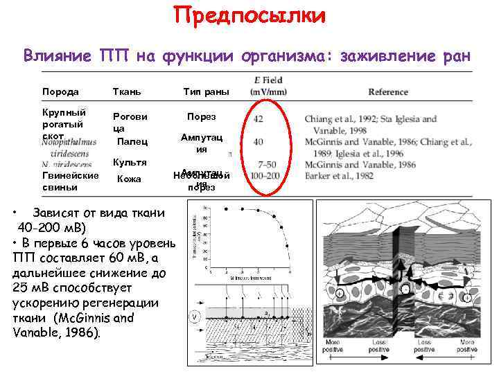 Предпосылки Влияние ПП на функции организма: заживление ран Порода Ткань Крупный рогатый скот Рогови