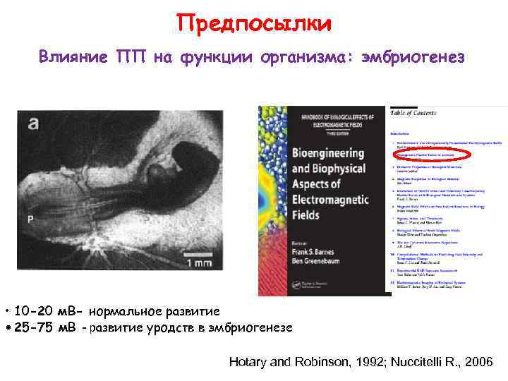 Предпосылки Влияние ПП на функции организма: эмбриогенез • 10 -20 м. В- нормальное развитие