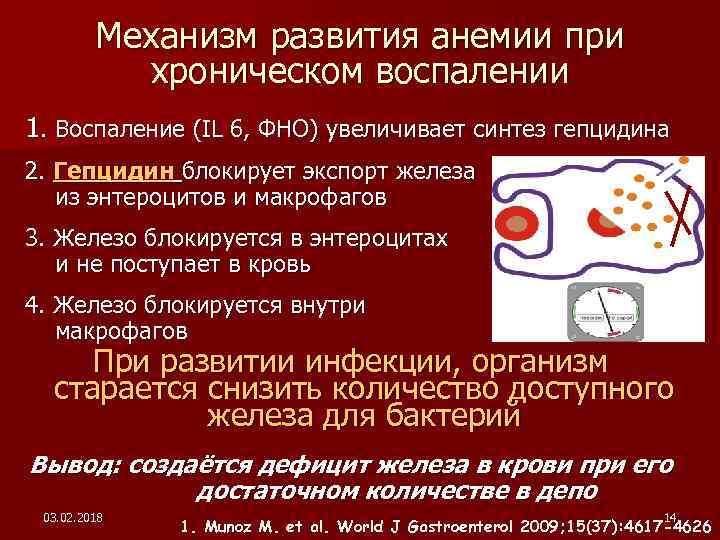 Механизм развития анемии при хроническом воспалении 1. Воспаление (IL 6, ФНО) увеличивает синтез гепцидина