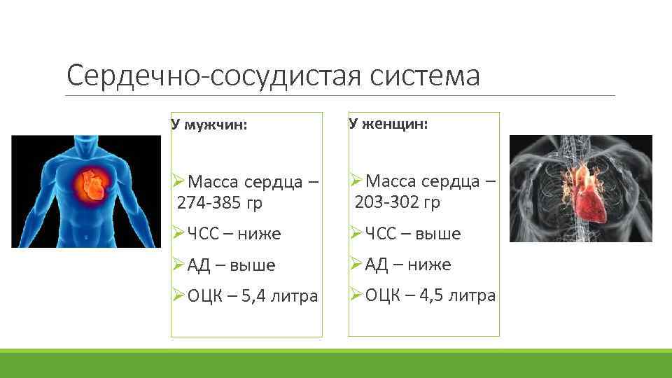 Сердечно-сосудистая система У мужчин: У женщин: ØМасса сердца – 274 -385 гр ØМасса сердца