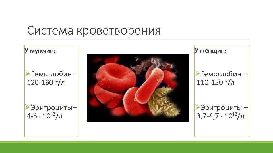 Система кроветворения У мужчин: У женщин: ØГемоглобин – 120 -160 г/л ØГемоглобин – 110