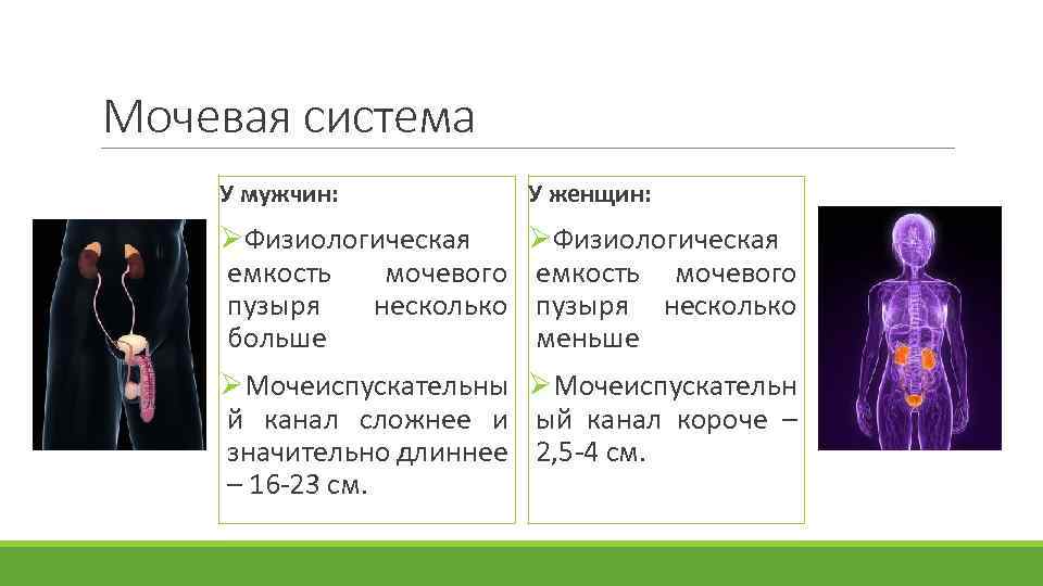 Особенности мужского и женского организма в зрелом возрасте презентация