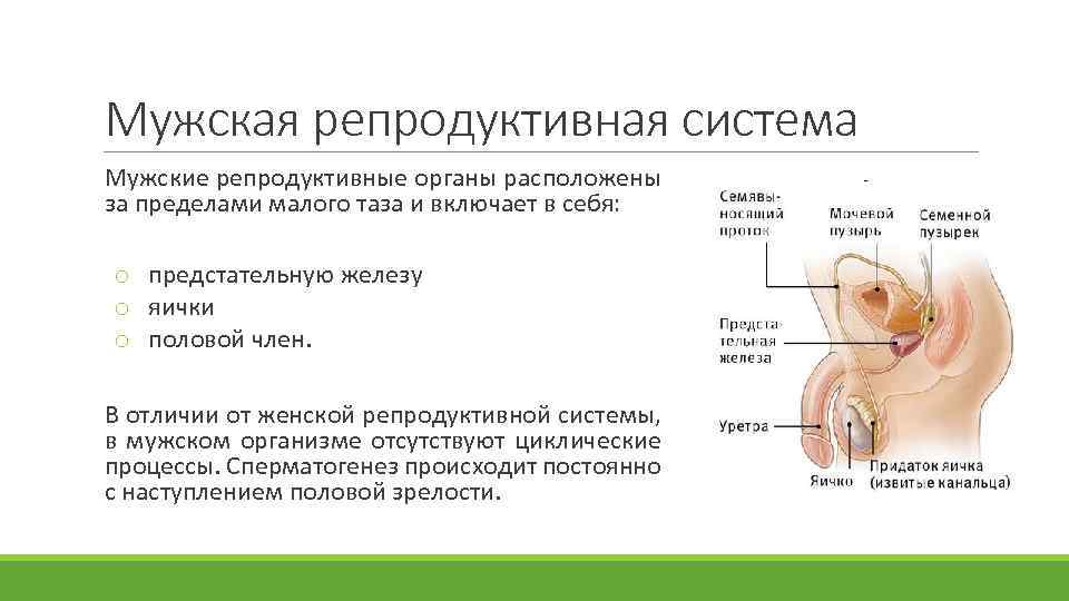 Репродуктивная система мужчины презентация