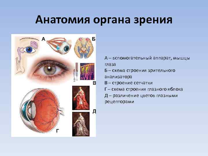 Патологии органов зрения анатомия. Вспомогательный аппарат зрительного анализатора. Вспомогательный аппарат органа зрения.