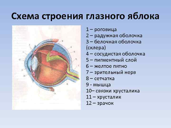 Орган зрения схема