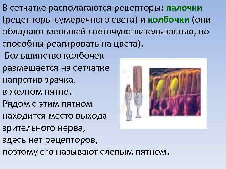 Зрительные рецепторы сумеречного света. Палочки рецепторы. Светочувствительность у палочек и колбочек. Распределение палочек и колбочек в сетчатке. Колбочки обладают малой светочувствительностью.