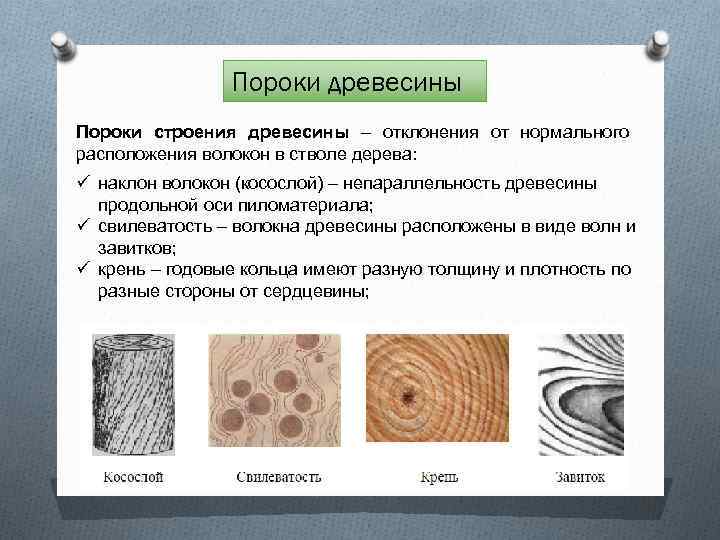 Пороки древесины Пороки строения древесины – отклонения от нормального расположения волокон в стволе дерева: