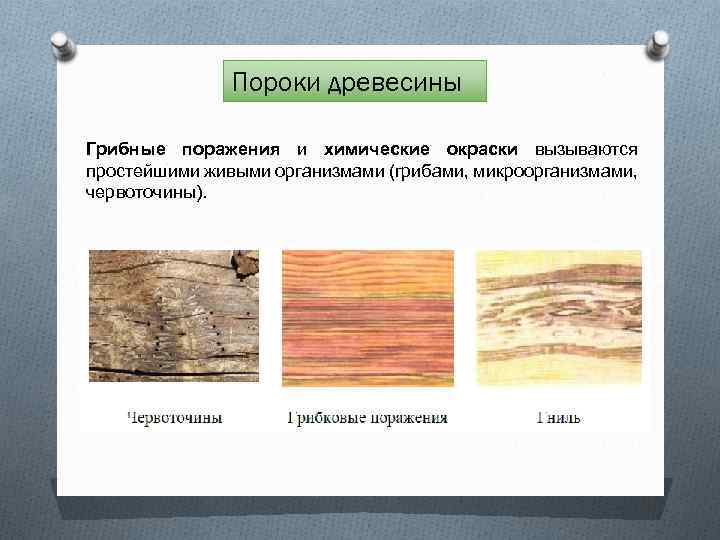 Пороки древесины Грибные поражения и химические окраски вызываются простейшими живыми организмами (грибами, микроорганизмами, червоточины).