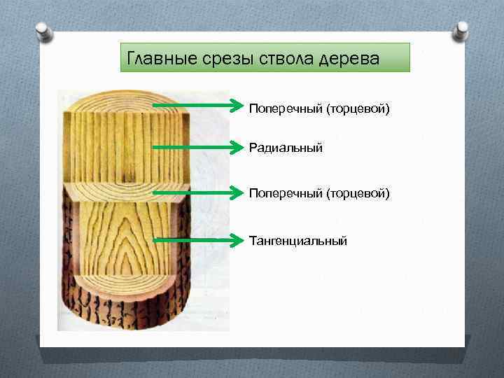 Главные срезы ствола дерева Поперечный (торцевой) Радиальный Поперечный (торцевой) Тангенциальный 