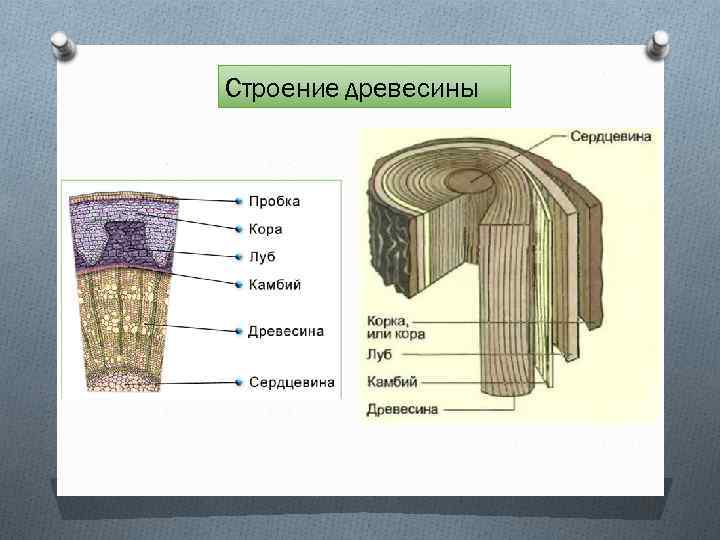 Строение древесины 