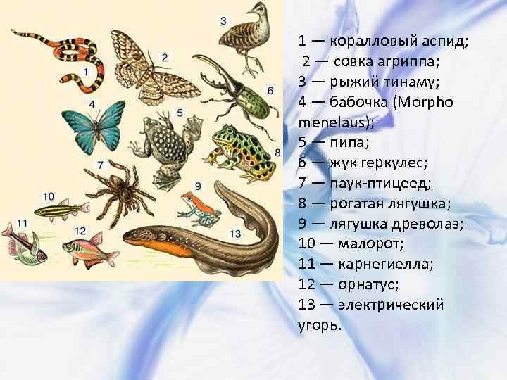 1 — коралловый аспид; 2 — совка агриппа; 3 — рыжий тинаму; 4 —