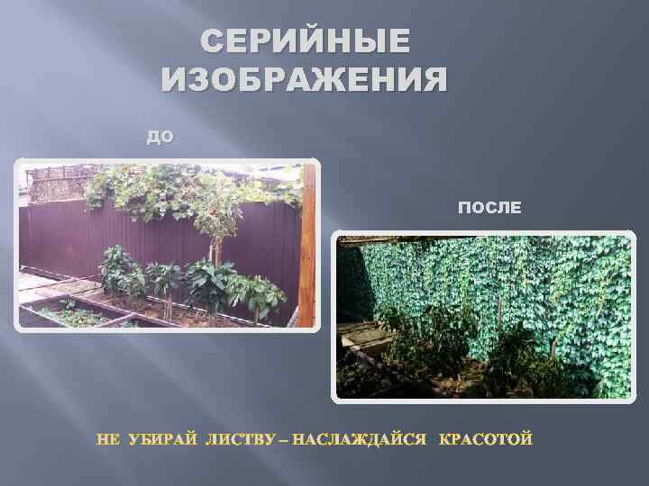 СЕРИЙНЫЕ ИЗОБРАЖЕНИЯ ДО ПОСЛЕ НЕ УБИРАЙ ЛИСТВУ – НАСЛАЖДАЙСЯ КРАСОТОЙ 