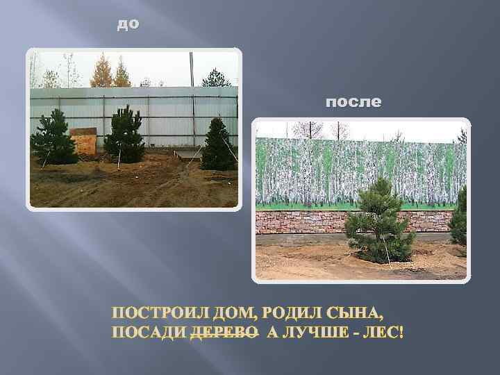 до после ПОСТРОИЛ ДОМ, РОДИЛ СЫНА, ПОСАДИ ДЕРЕВО А ЛУЧШЕ - ЛЕС! 