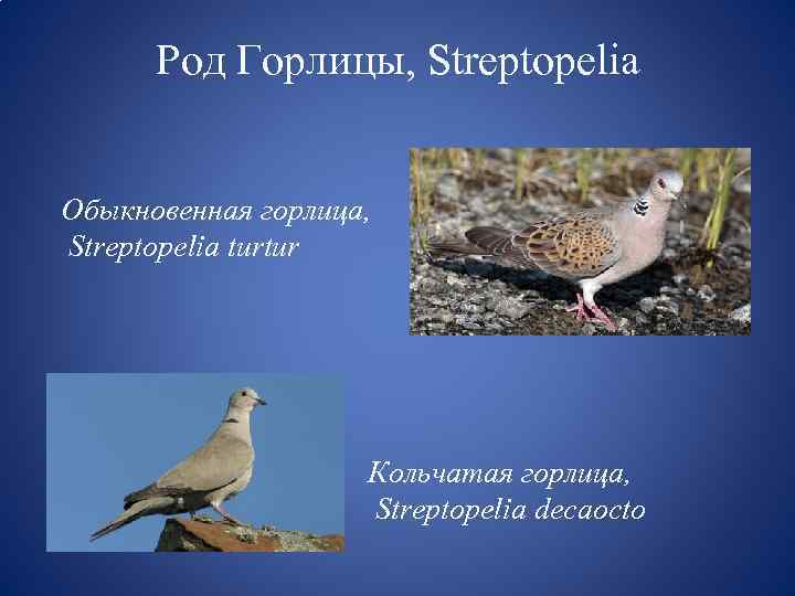 Род Горлицы, Streptopelia Обыкновенная горлица, Streptopelia turtur Кольчатая горлица, Streptopelia decaocto 