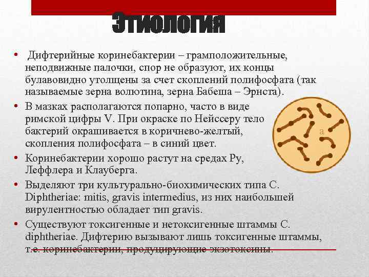 Этиология • Дифтерийные коринебактерии – грамположительные, неподвижные палочки, спор не образуют, их концы булавовидно