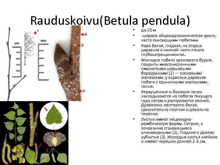 Rauduskoivu(Betula pendula) • • • до 20 м широко-яйцевидноконическая крона, часто свисающими побегами Кора