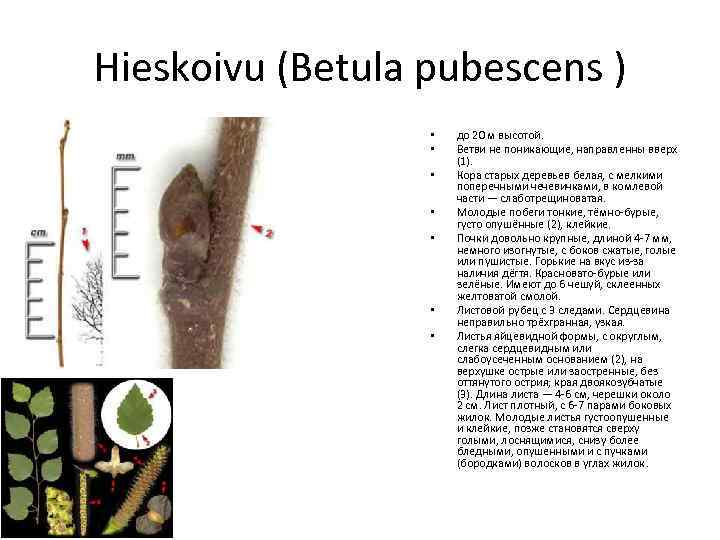 Hieskoivu (Betula pubescens ) • • до 20 м высотой. Ветви не поникающие, направленны