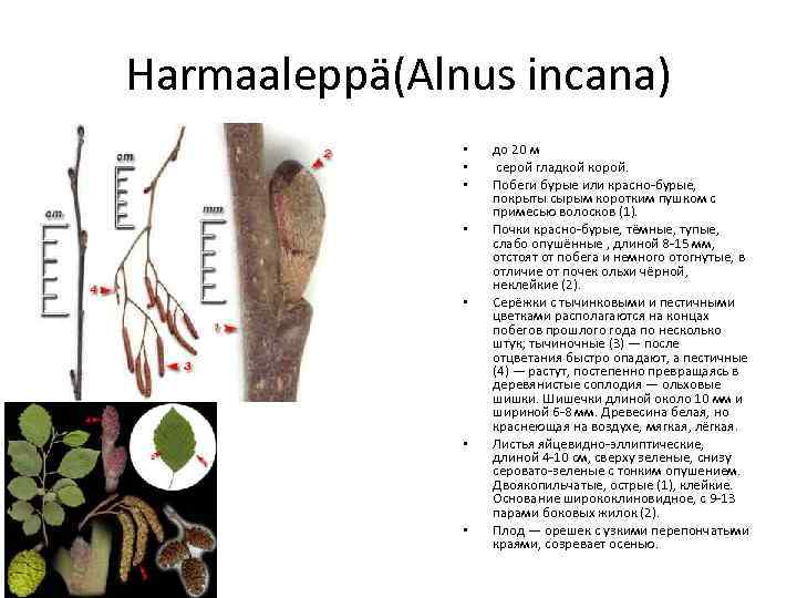 Harmaaleppä(Alnus incana) • • до 20 м серой гладкой корой. Побеги бурые или красно-бурые,