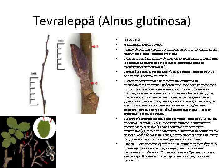 Tevraleppä (Alnus glutinosa) • • до 30 -35 м с цилиндрической кроной тёмно-бурой или