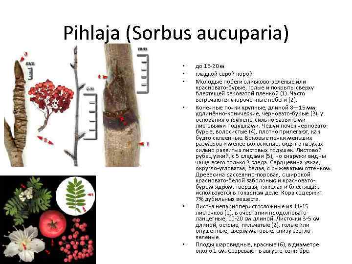 Pihlaja (Sorbus aucuparia) • • • до 15 -20 м гладкой серой корой Молодые