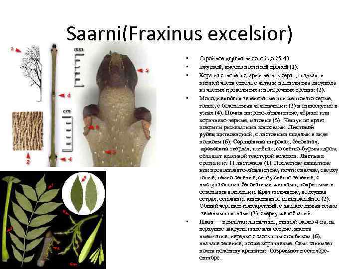 Saarni(Fraxinus excelsior) • • • Стройное дерево высотой до 25 -40 ажурной, высоко поднятой