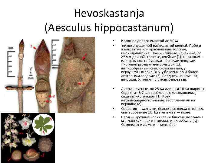 Hevoskastanja (Aesculus hippocastanum) • • Изящное дерево высотой до 30 м низко опущенной раскидистой