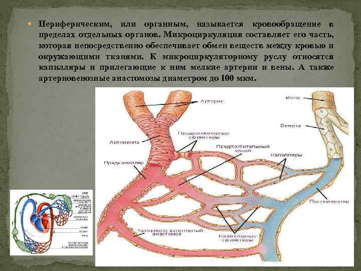  Периферическим, или органным, называется кровообращение в пределах отдельных органов. Микроциркуляция составляет его часть,