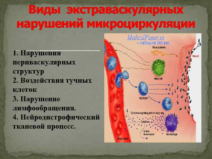 Виды экстраваскулярных нарушений микроциркуляции 1. Нарушения периваскулярных структур 2. Воздействия тучных клеток 3. Нарушение