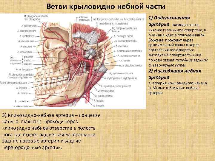 Ветви глазничного нерва