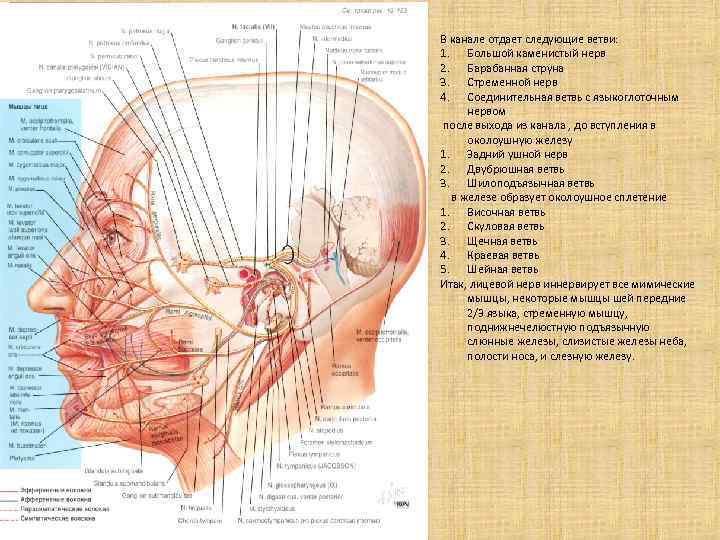 alis (nervi) facialis) нутреннего слухового ед и латерально до уровня большого каменистого образует первый