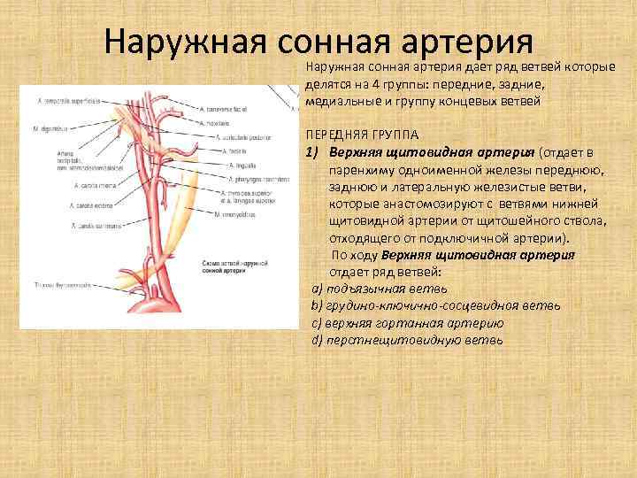 Ветви внутренней сонной артерии кровоснабжают