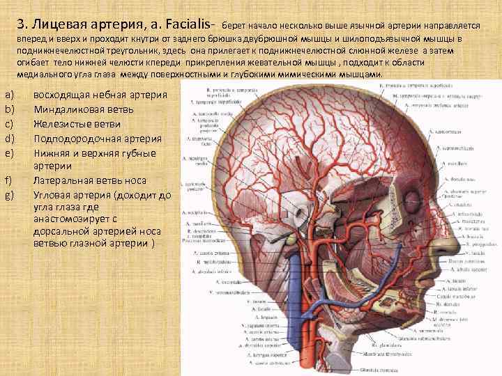 Артерии головы и шеи презентация