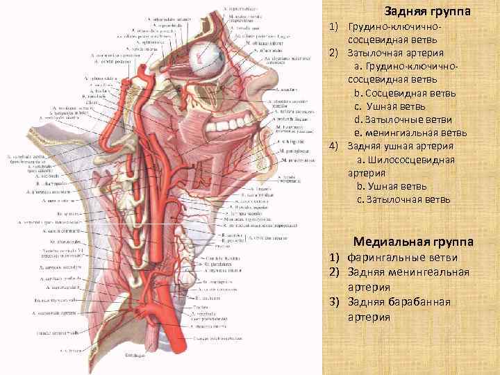 Задняя группа 1) Грудино-ключичнососцевидная ветвь 2) Затылочная артерия a. Грудино-ключичнососцевидная ветвь b. Сосцевидная ветвь