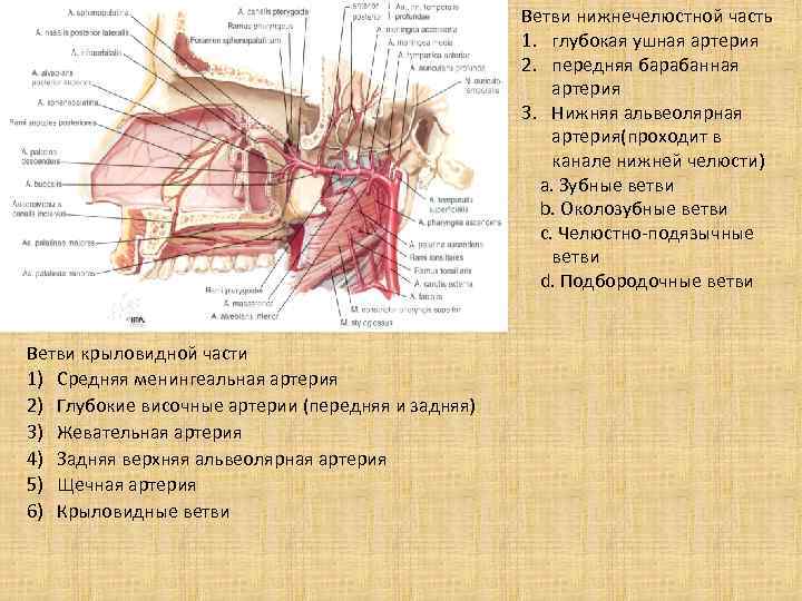 Альвеолярные артерии