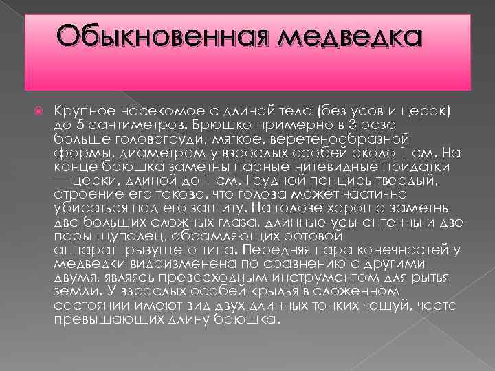 Обыкновенная медведка Крупное насекомое с длиной тела (без усов и церок) до 5 сантиметров.