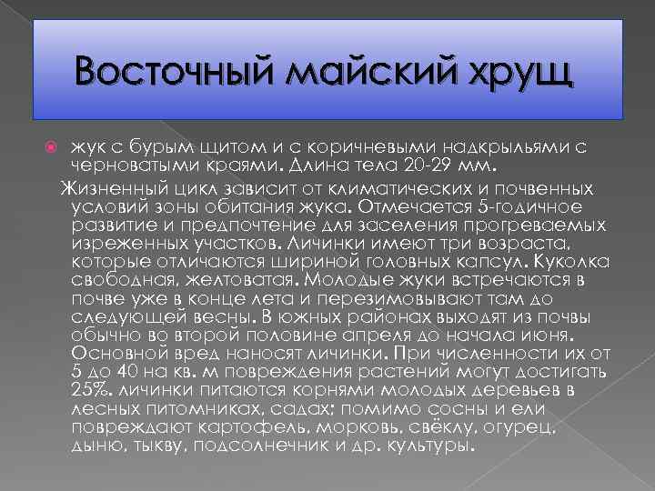 Восточный майский хрущ жук с бурым щитом и с коричневыми надкрыльями с черноватыми краями.