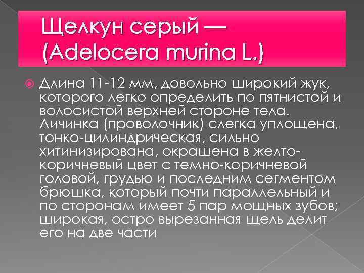 Щелкун серый — (Adelocera murina L. ) Длина 11 -12 мм, довольно широкий жук,