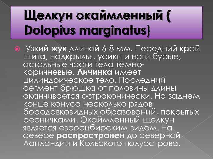 Щелкун окаймленный ( Dolopius marginatus) Узкий жук длиной 6 -8 мм. Передний край щита,