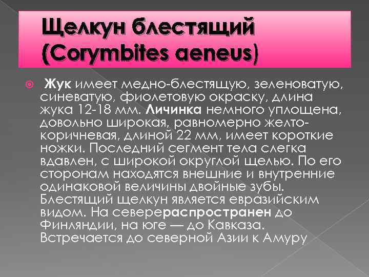 Щелкун блестящий (Corymbites aeneus) Жук имеет медно-блестящую, зеленоватую, синеватую, фиолетовую окраску, длина жука 12